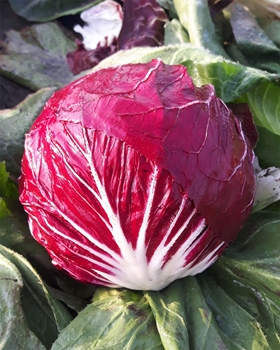 Immagine di Radicchio di Chioggia DICIOTTO F1 75-80 GG