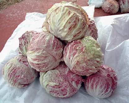 Immagine di Radicchio variegato di CHIOGGIA MARINA