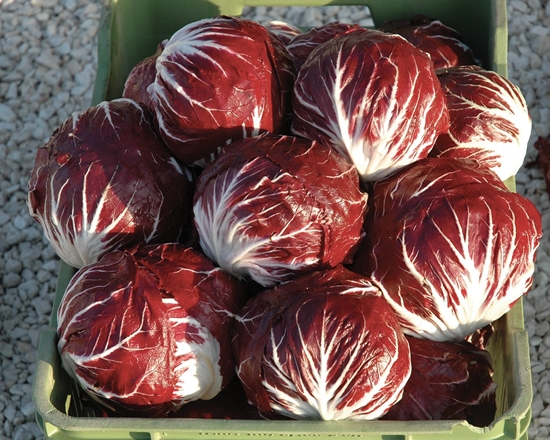 Immagine di Radicchio di CHIOGGIA F1 TT5010
