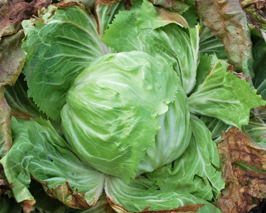Immagine di Radicchio bianco invernale BRENTA TARDIVO