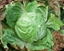 Immagine di Radicchio bianco invernale BRENTA TARDIVO