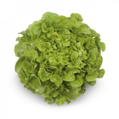 Immagine di Lattuga foglia di quercia verde KRISTINE RZ