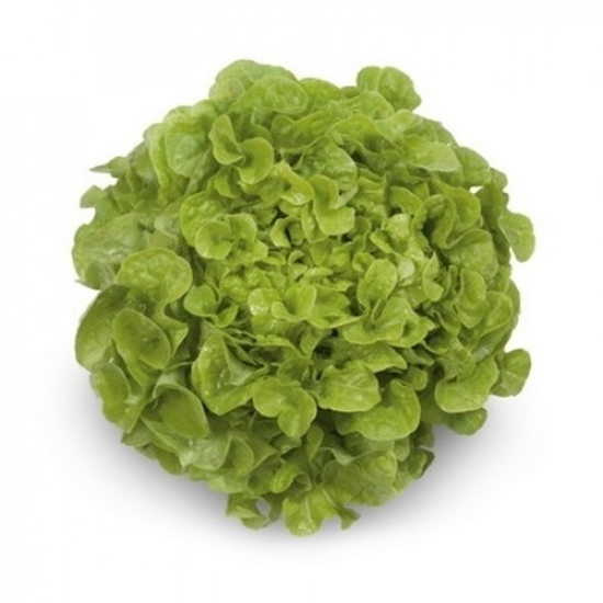 Immagine di Lattuga foglia di quercia verde KRISTINE RZ