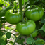 Immagine di Pomodoro tondo liscio PALLADIO F1