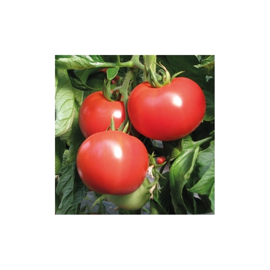 Immagine di Pomodoro tondo SIGNORA