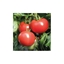 Immagine di Pomodoro tondo SIGNORA