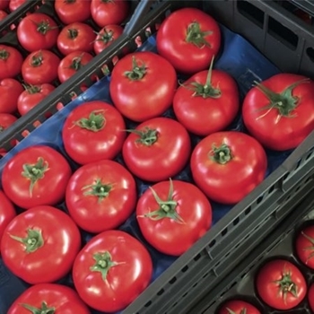 Immagine di Pomodoro tondo SIGNORA