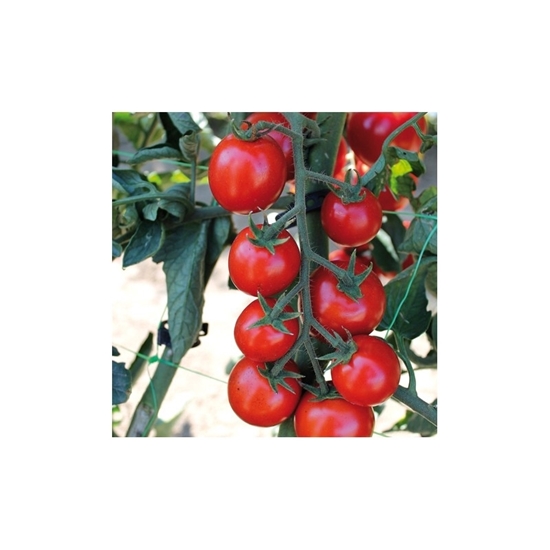 Immagine di Pomodoro cocktail TIPO PACHINO