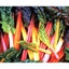 Immagine di Bietola da costa colorata BRIGHTS LIGHTS