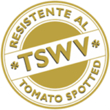 Immagine di Pomodoro tipo San Marzano PORTENTO