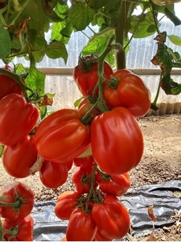 Immagine di Pomodoro tipo cuore di bue PICAN F1