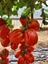 Immagine di Pomodoro tipo cuore di bue PICAN F1