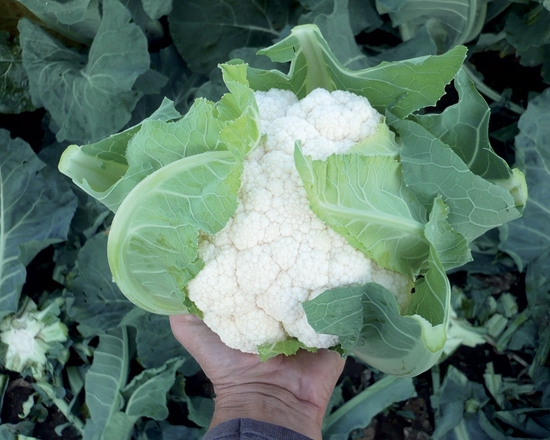 Immagine di Cavolfiore bianco FUJIYAMA F1