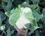 Immagine di Cavolfiore bianco FUJIYAMA F1
