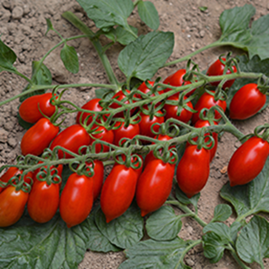 Immagine di Pomodoro mini San Marzano DARDO F1