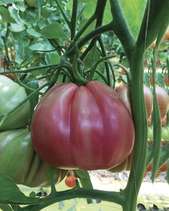 Immagine di Pomodor Cuore di Bue rosa ROSARE F1