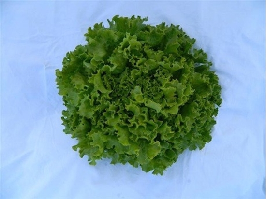 Immagine di lattuga gentilina verde JOLIAC