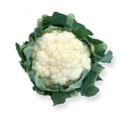 Immagine di Cavolfiore bianco CASTELLUM RZ