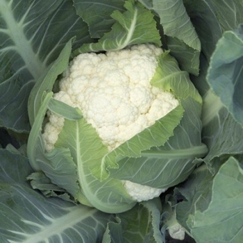 Immagine di Cavolfiore bianco CASTELLUM RZ