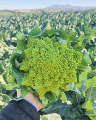 Immagine di Cavolfiore verde romanesco PRISCO F1
