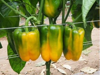 Immagine di Peperone trilobato giallo BACCO F1