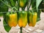Immagine di Peperone trilobato giallo BACCO F1