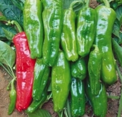 Immagine di Peperone friggitello TORRICELLO