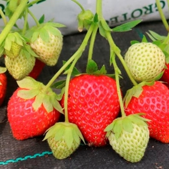 Immagine di Fragola rifiorente ANIA