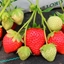 Immagine di Fragola rifiorente ANIA