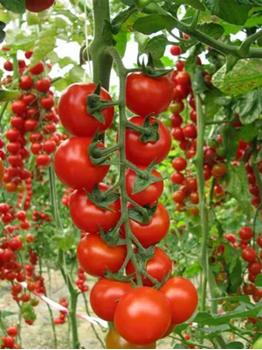 Immagine di Pomodoro ciliegino OKIDOKI