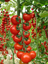 Immagine di Pomodoro ciliegino OKIDOKI