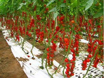 Immagine di Pomodoro ciliegino OKIDOKI