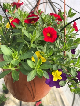 Immagine di Composizioni Calibrachoa/Bacopa/Top Tunia
