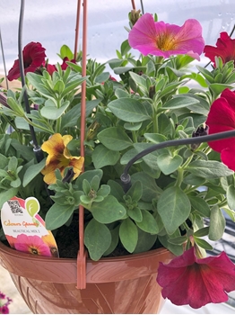 Immagine di Composizioni Calibrachoa/Bacopa/Top Tunia
