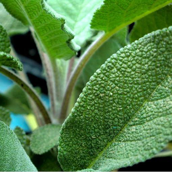 Immagine di Salvia Officinalis Maxima