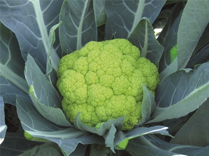 Immagine di Cavolfiore verde SUSANA F1