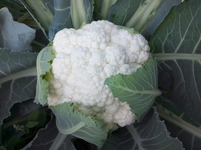 Immagine di Cavolfiore bianco JOHNY F1