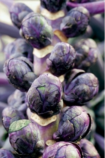 Immagine di Cavolo di Bruxelles viola MAGENTA