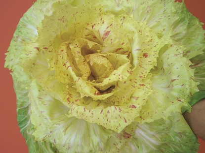 Immagine di Radicchio variegato di Castelfranco CASTELLANO PRECOCE