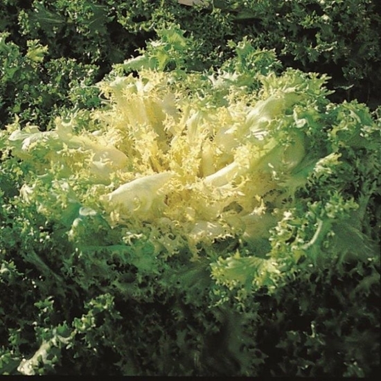 Immagine di Indivia Riccia LAURY
