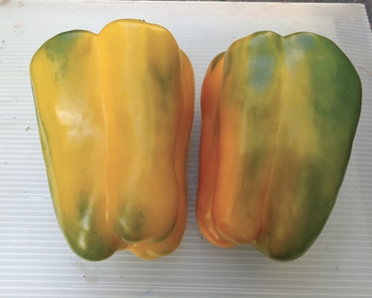 Immagine di Peperone trilobato giallo OROGIALLO F1