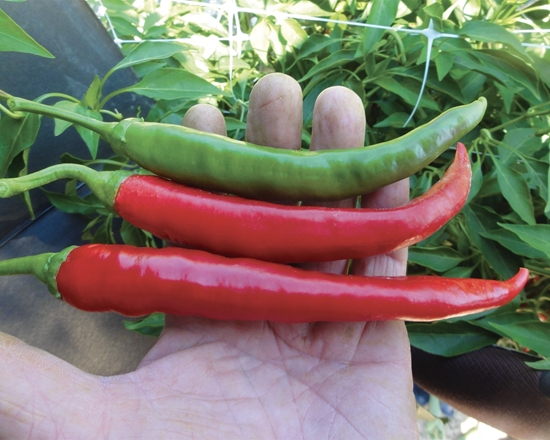 Immagine di Peperoncino lungo piccante FUEGO F1
