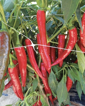 Immagine di Peperoncino lungo piccante FUEGO F1