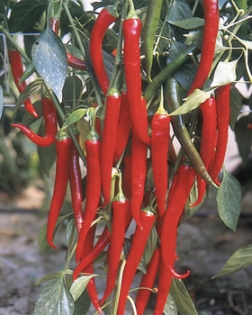Immagine di Peperoncino lungo piccante FUEGO F1