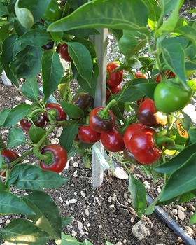 Picture of Peperoncino piccante Rotondo RODEO