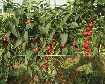 Picture of Peperoncino piccante Rotondo RODEO