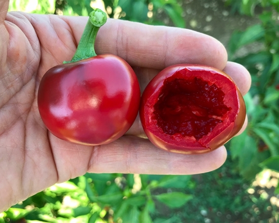 Picture of Peperoncino piccante Rotondo RODEO