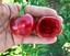 Picture of Peperoncino piccante Rotondo RODEO