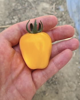 Immagine di Pomodoro tipo cherry giallo FTI034 F1