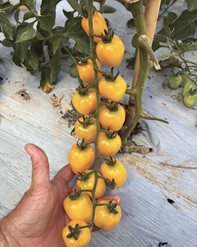 Immagine di Pomodoro tipo cherry giallo FTI034 F1